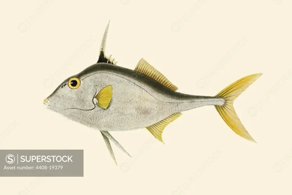 Ankatilliah, Ichthyology - Fish
