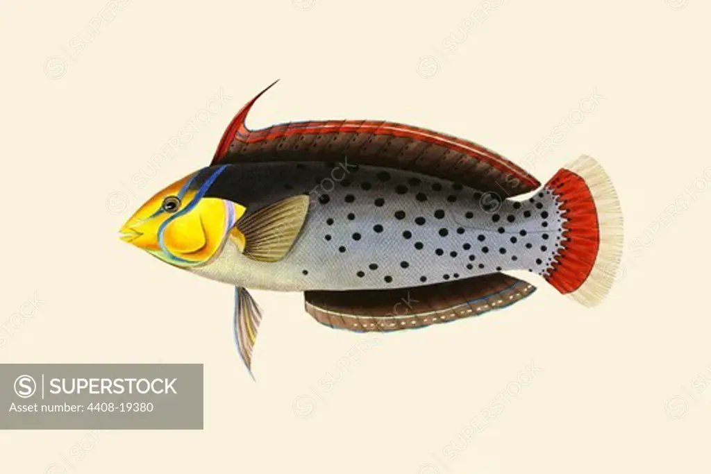 Rattoo-Girawah, Ichthyology - Fish