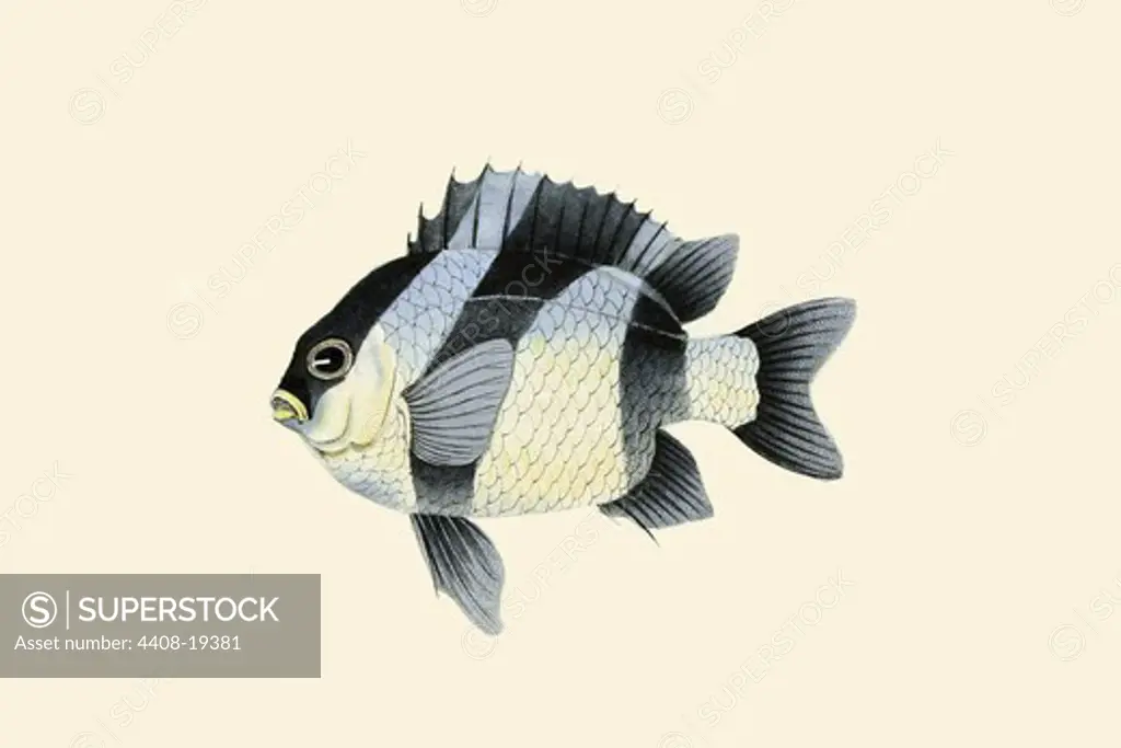 Gal-Handah, Ichthyology - Fish