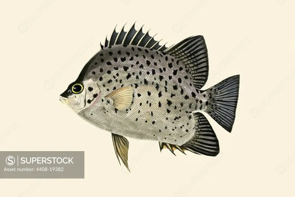 Dewi Koraleyah, Ichthyology - Fish