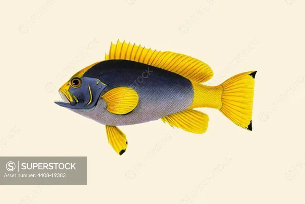Kaha Laweyah, Ichthyology - Fish