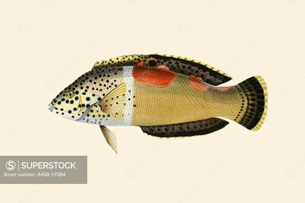 Tik-Girawah, Ichthyology - Fish