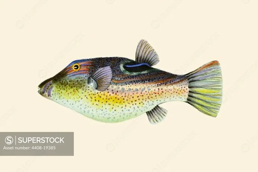 Jul-Potobarah, Ichthyology - Fish