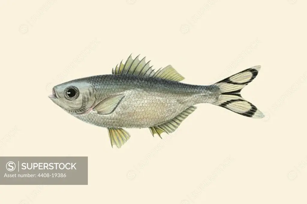Sepelawah, Ichthyology - Fish