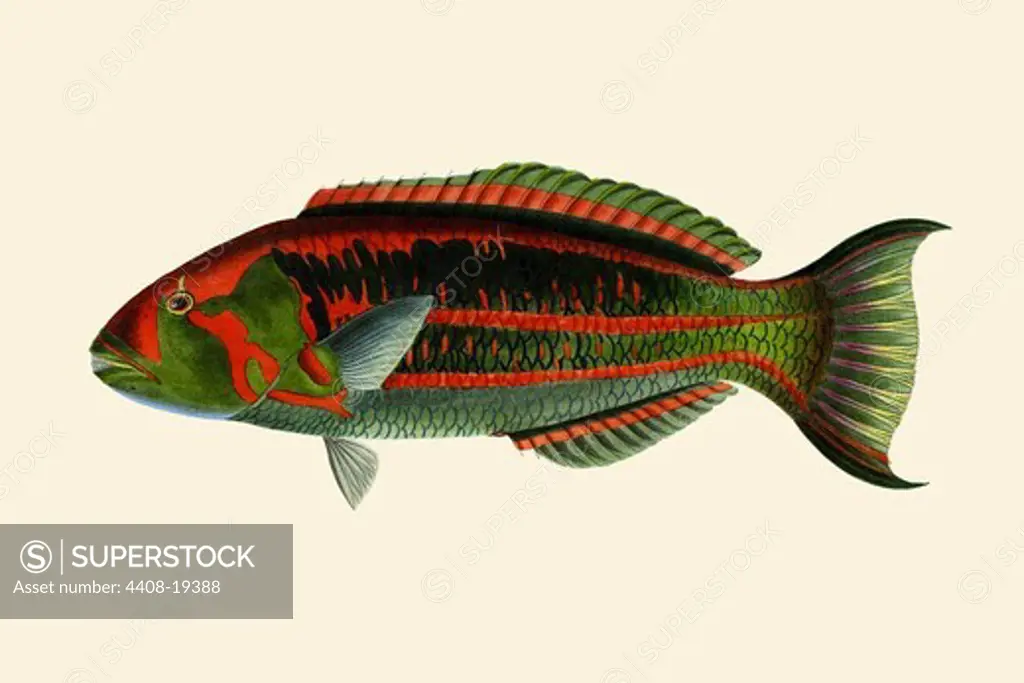Lena-Girawah Squirrel-Parrot, Ichthyology - Fish