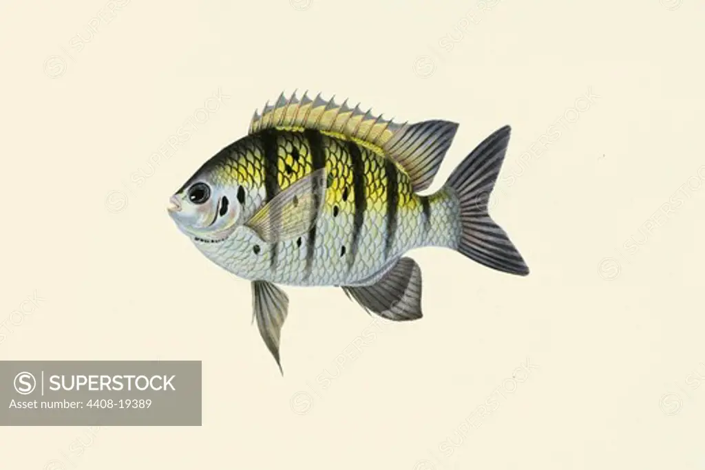 Radeya, Ichthyology - Fish