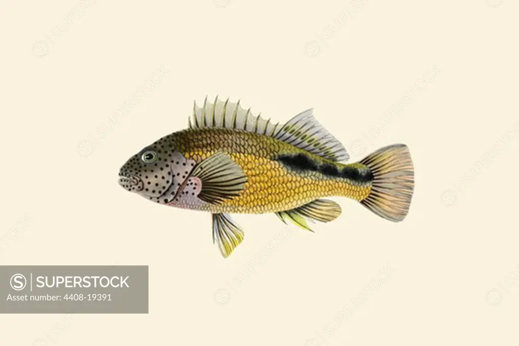 Tik Kossah, Ichthyology - Fish