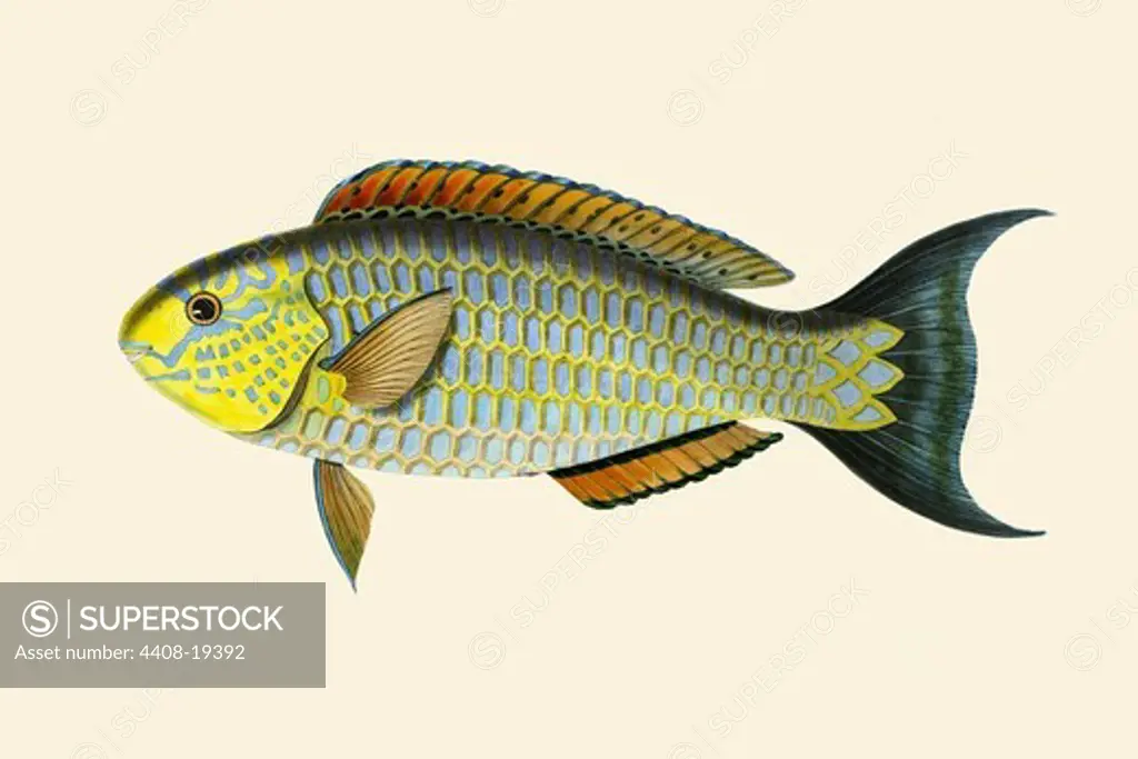 Laboo-Girawah, Ichthyology - Fish