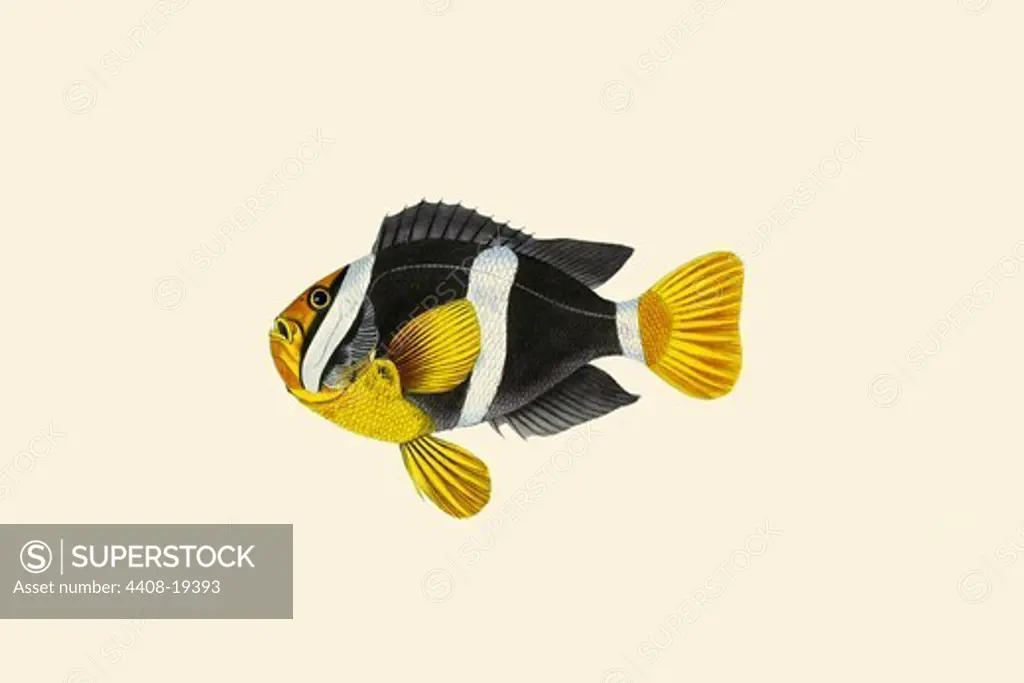 Pol-Kitchah, Ichthyology - Fish