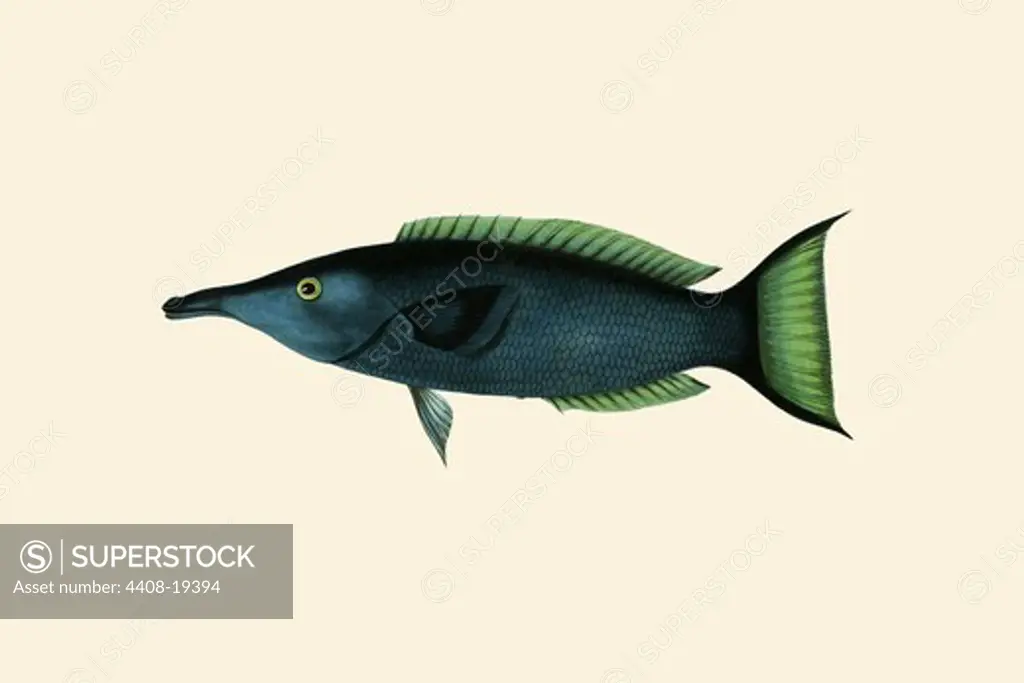Green Talapat Parrot, Ichthyology - Fish