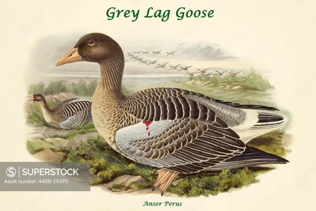 Anser Perus - Grey Lag Goose, Exotic Birds