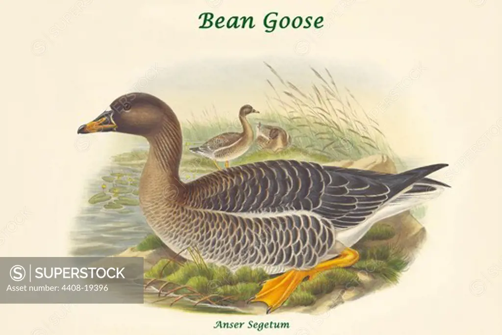 Anser Segetum - Bean Goose, Exotic Birds