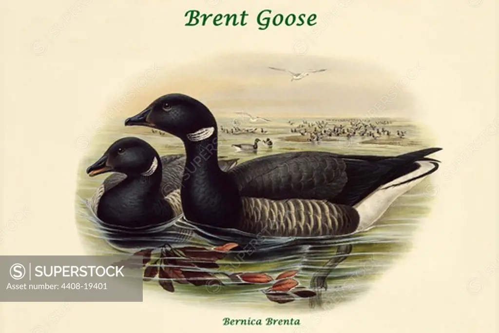 Bernica Brenta - Brent Goose, Exotic Birds