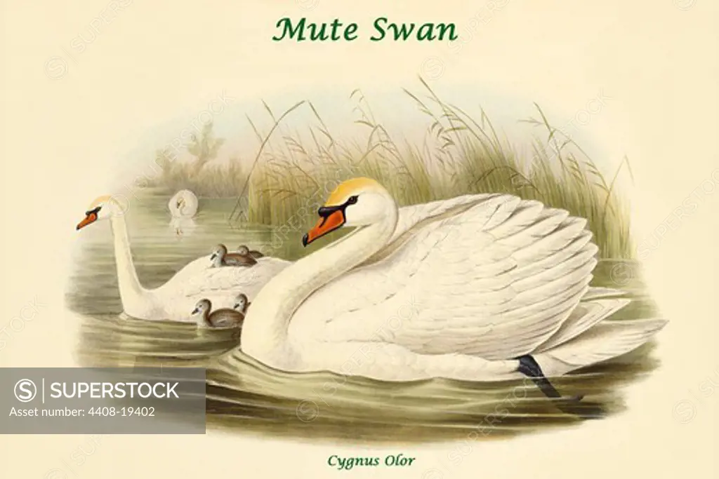 Cygnus Olor - Mute Swan, Exotic Birds