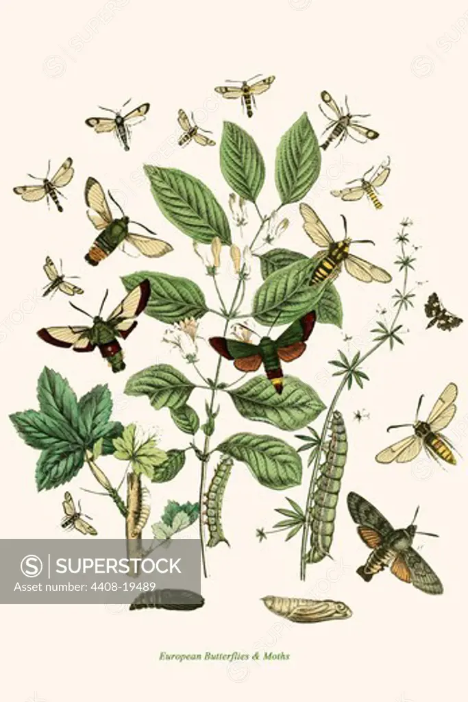 European Butterflies & Moths, Insects - Butterflies & Moths