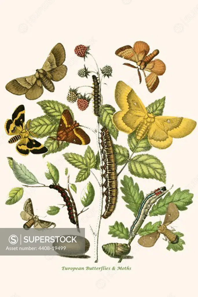 European Butterflies & Moths, Insects - Butterflies & Moths