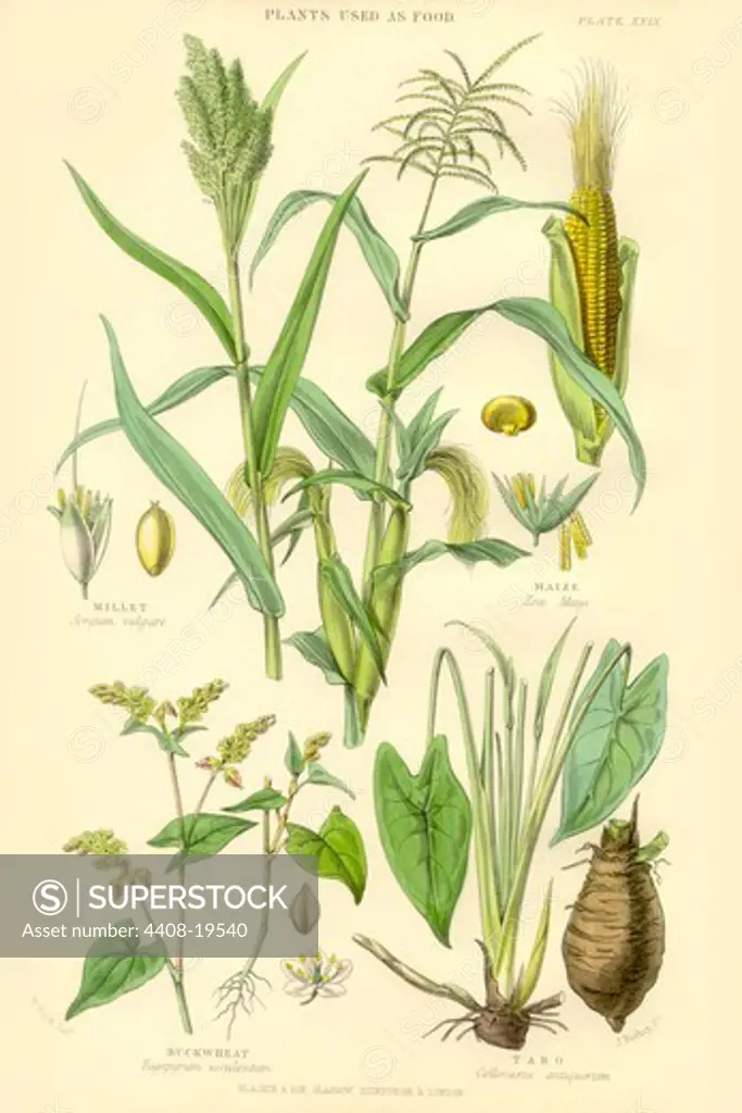 Plants used as Food. Millet, Maize, Buckwheat, Taro, Plants & Herbs