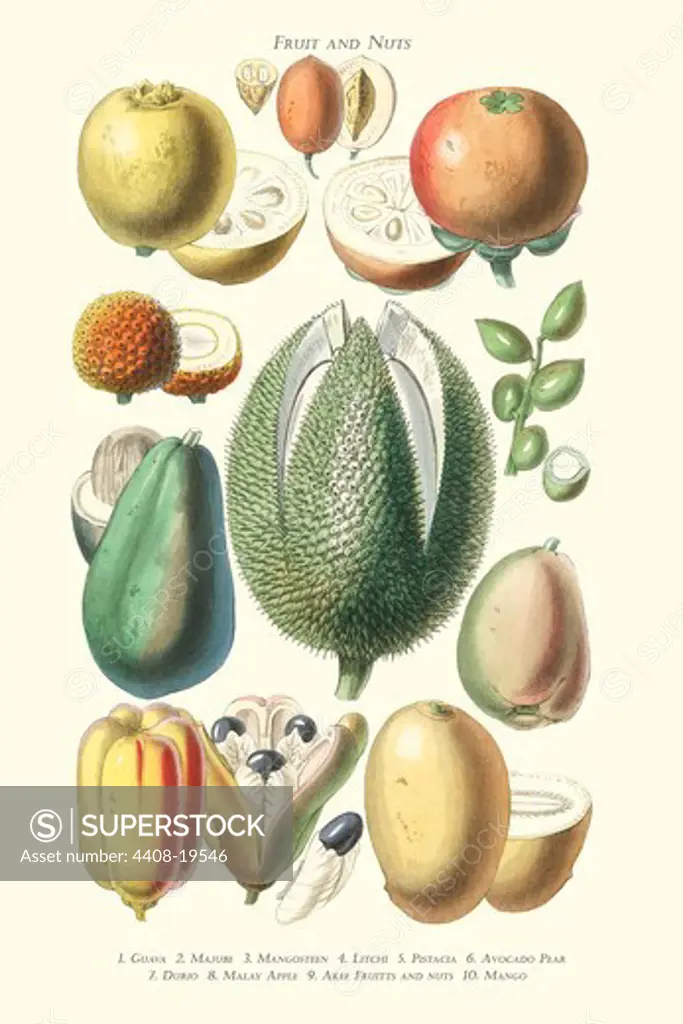 Fruits and Nuts. Guava, Jujube, Mangosteen, Lychee, Pistachio, Avocado, Durian, Malay Apple, Mango, Akee, Plants & Herbs
