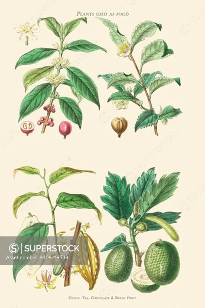 Plants Unused as food. Coffee, Tea, Chocolate, Breadfruit, Plants & Herbs