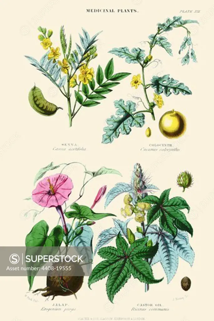 Medicinal Plants. Senna, Colocynth, Jalap, Castor Oil, Plants & Herbs
