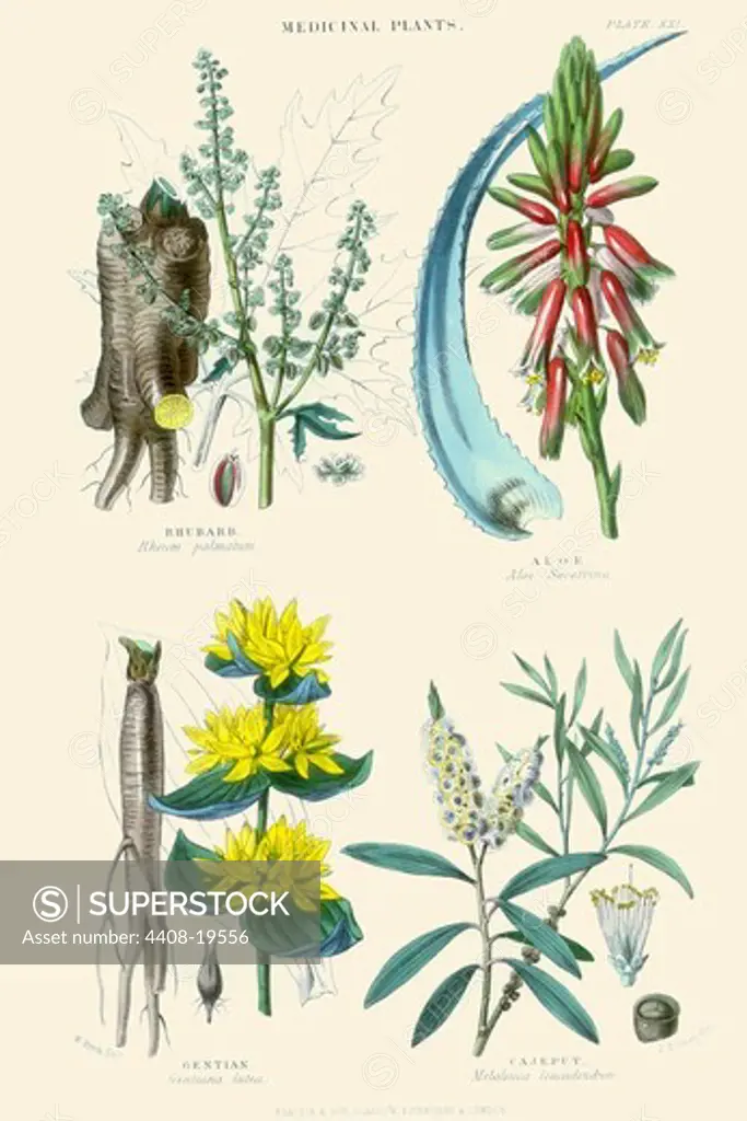 Medicinal Plants. Rhubarb, Aloe, Gentian, Cajeput, Plants & Herbs