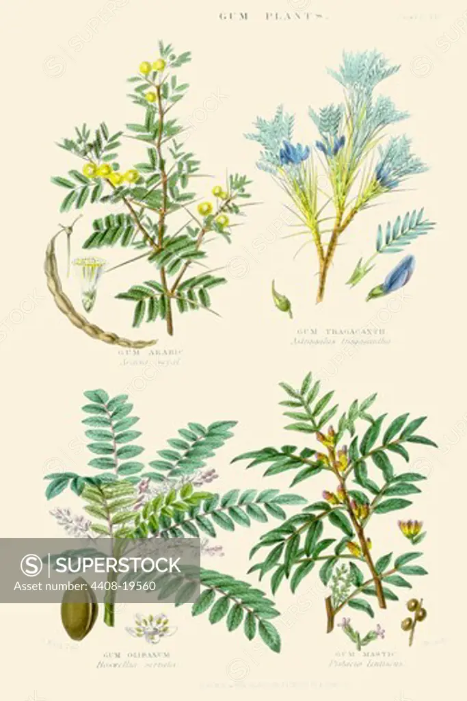Gum Plants. Gum Arabic, Tragacanth, Olibanum, Mastic, Plants & Herbs