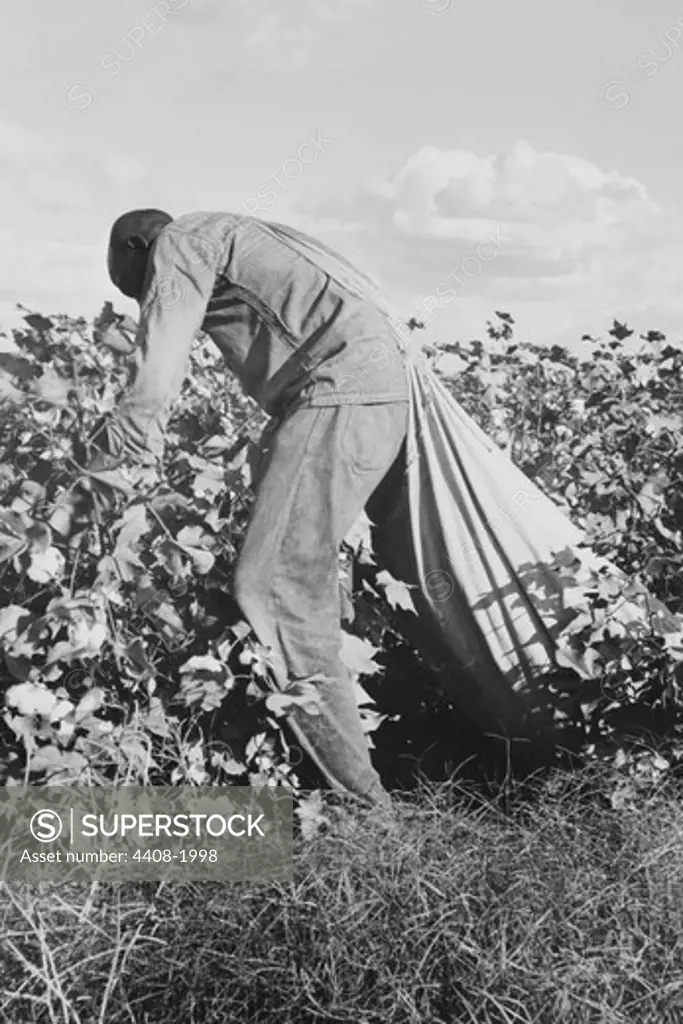 Migratory field worker picking cotton, Dorothea Lange