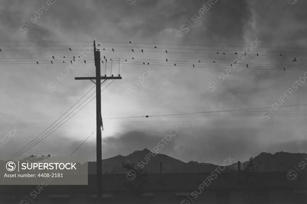 Birds on wire, evening, Ansel Adams