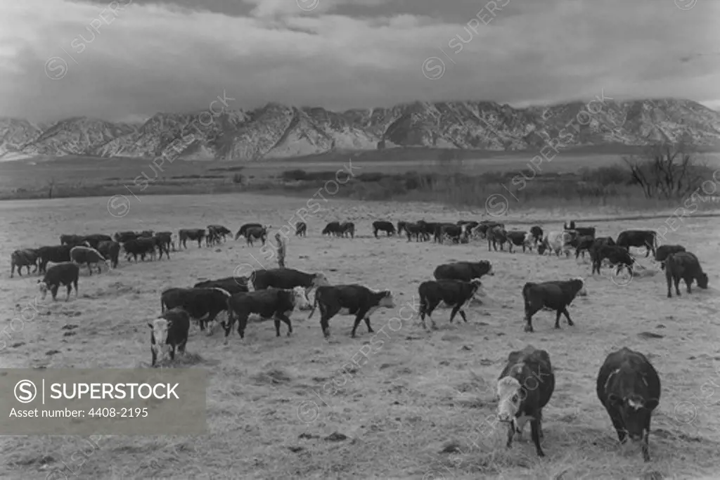 Cattle in south farm, Ansel Adams