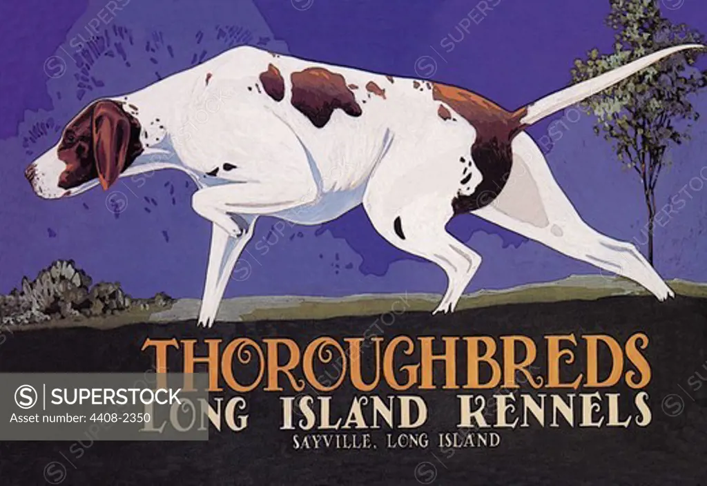 Thoroughbreds - Long Island Kennels, Dogs