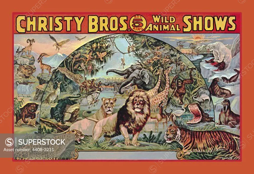 Christy Bros. 5 Ring Wild Animal Shows, The Big Cats - Lions, Tigers, Leopards etc.
