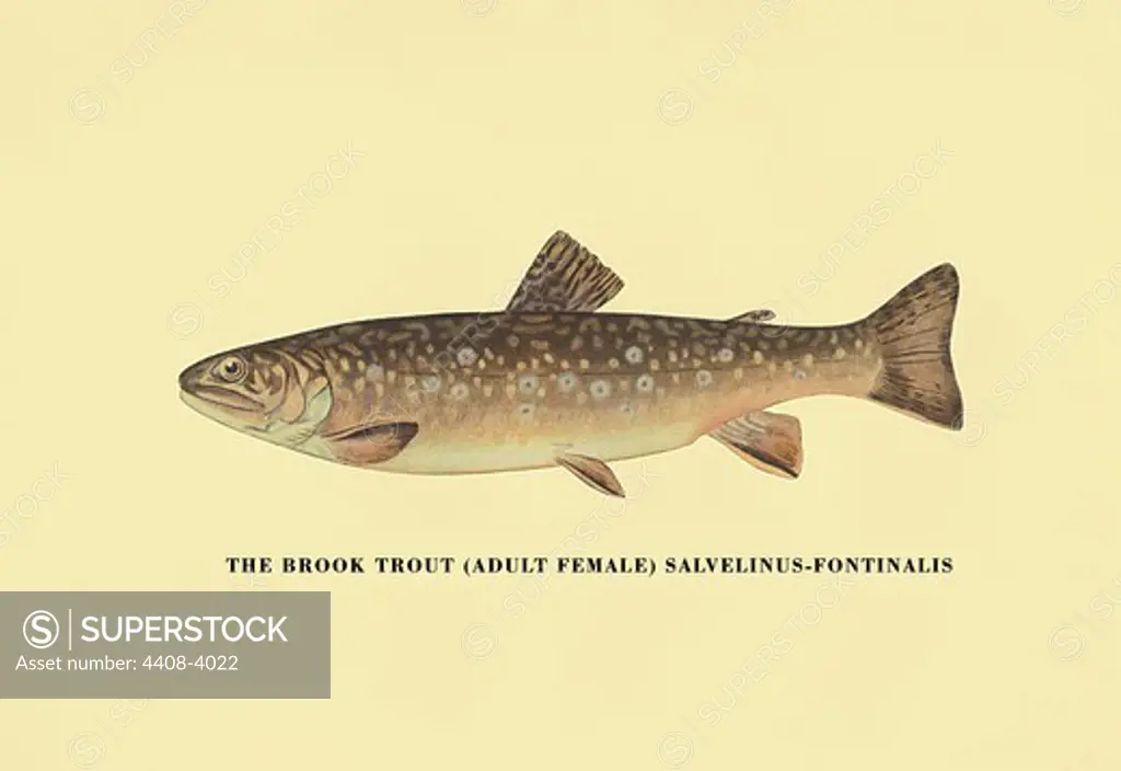 Brook Trout (Adult Female), Fish & Fishing - Trout