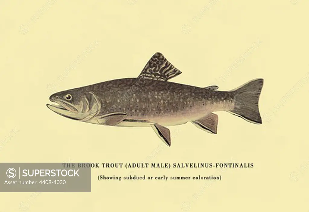 Brook Trout (Showing Subdued or Early Summer Coloration), Fish & Fishing - Trout