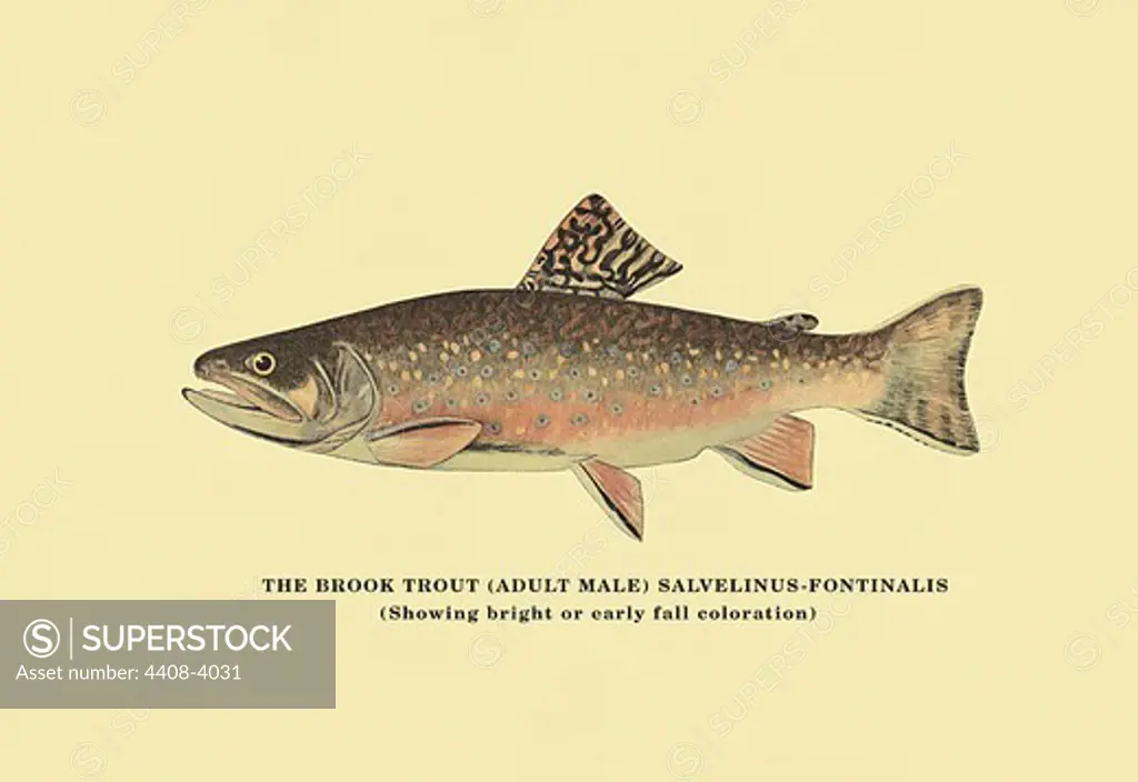 Brook Trout (Showing Bright or Early Fall Coloration), Fish & Fishing - Trout