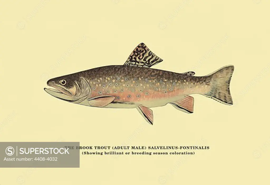 Brook Trout (Showing Brilliant or Breeding Season Coloration), Fish & Fishing - Trout