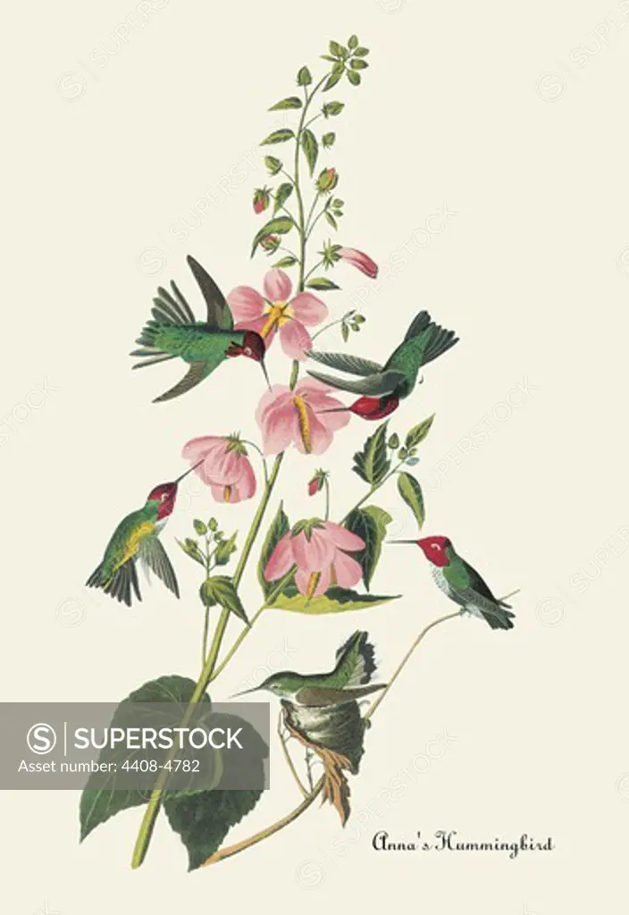 Anna's Hummingbird, Audubon