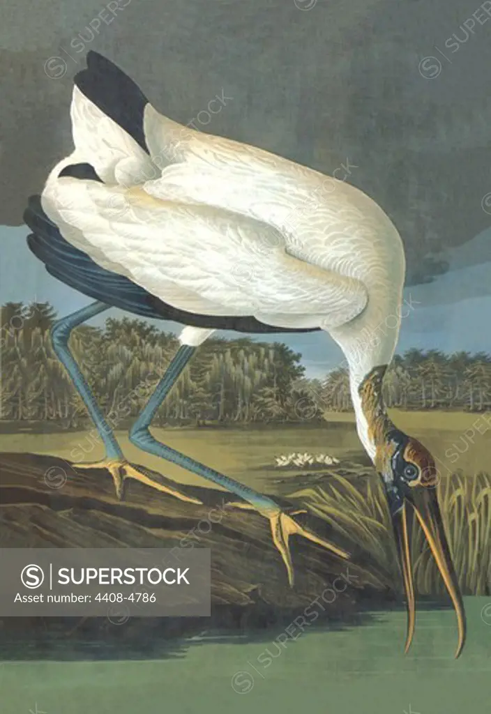 Wood Stork, Audubon