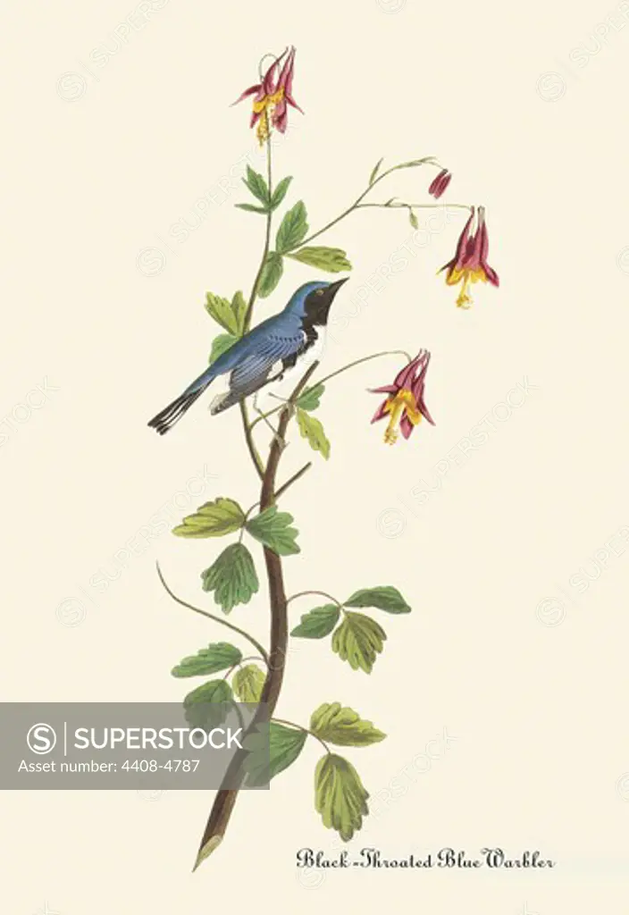 Black-Throated Blue Warbler, Audubon