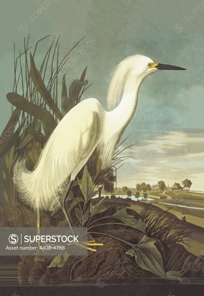 Snowy Egret, Audubon