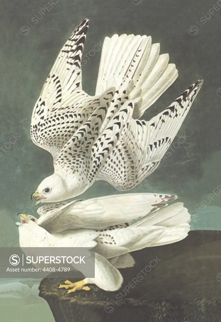 White Gyrfalcon, Audubon