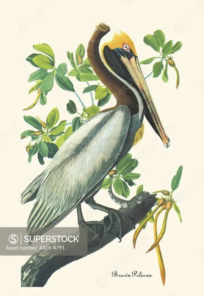 Brown Pelican, Audubon