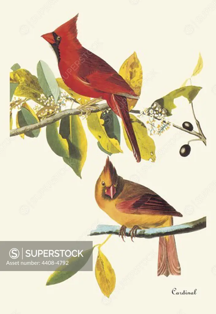 Cardinal, Audubon