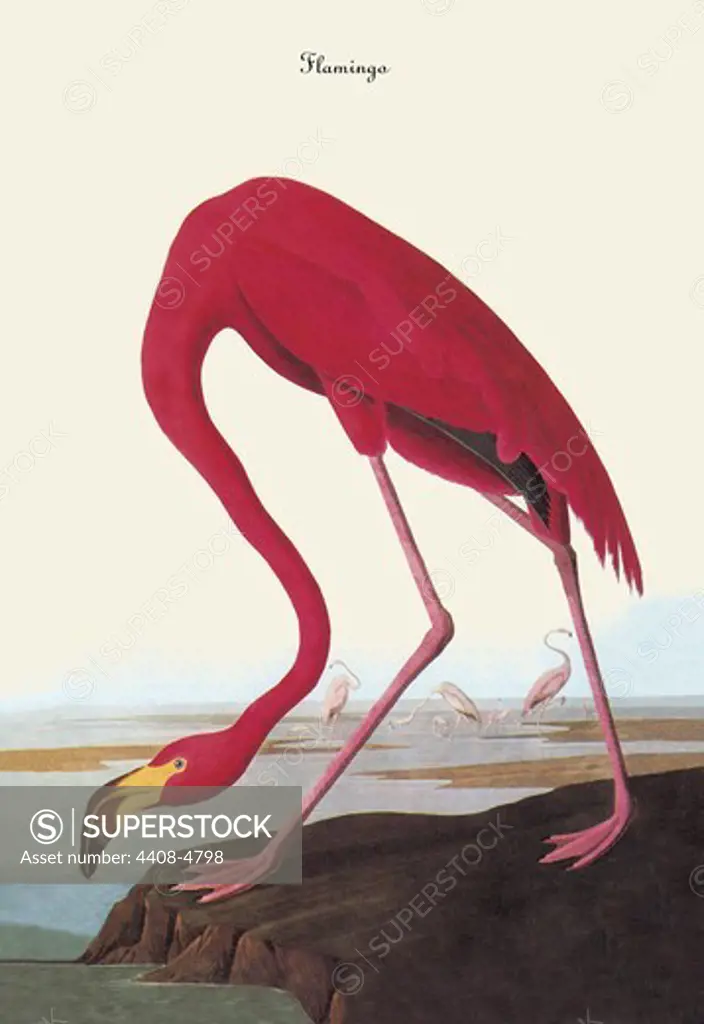 Flamingo, Audubon