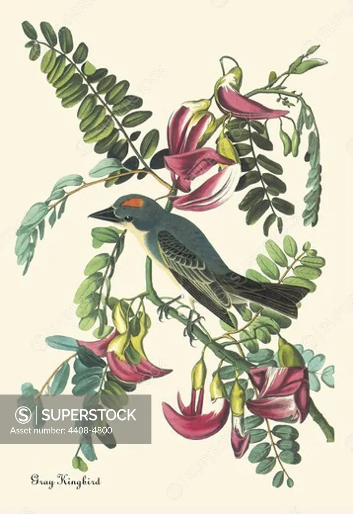 Gray Kingbird, Audubon