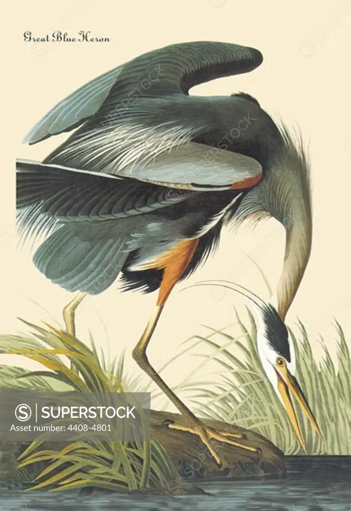 Great Blue Heron, Audubon