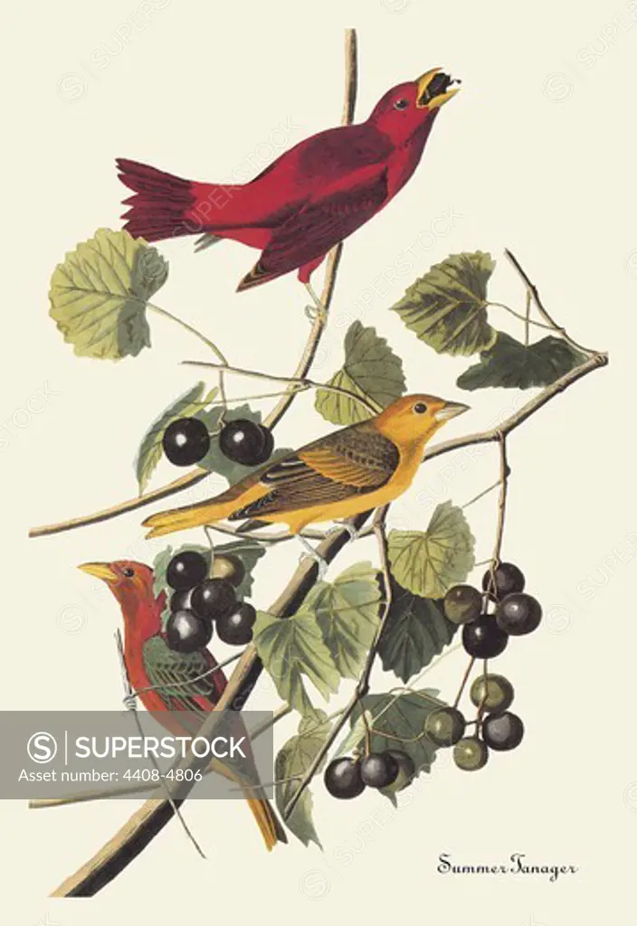 Summer Tanager, Audubon
