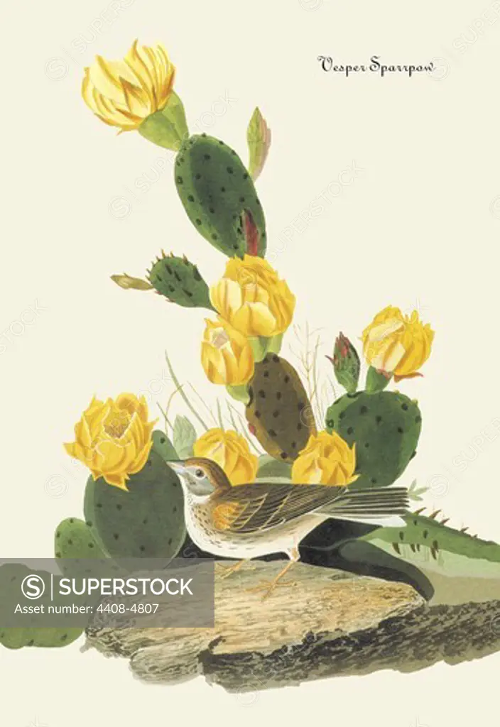 Vesper Sparrow, Audubon