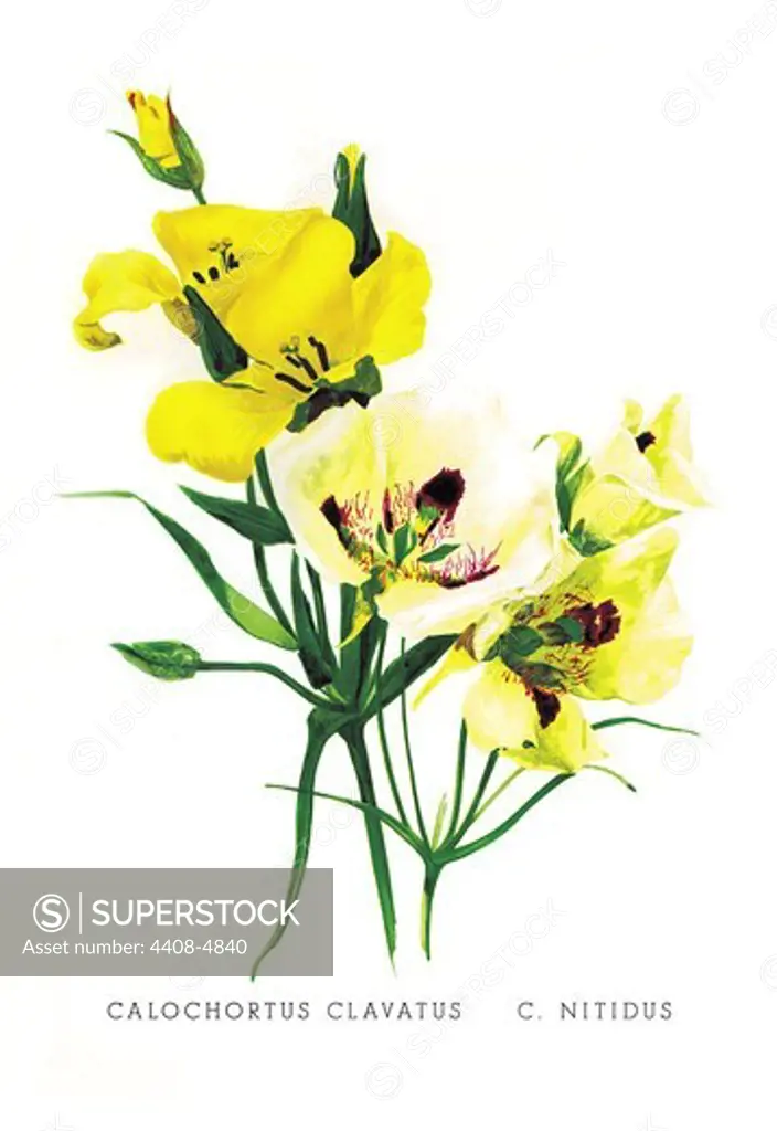 Calochortus Claratus: C. Nitidus, Flowers & Plants