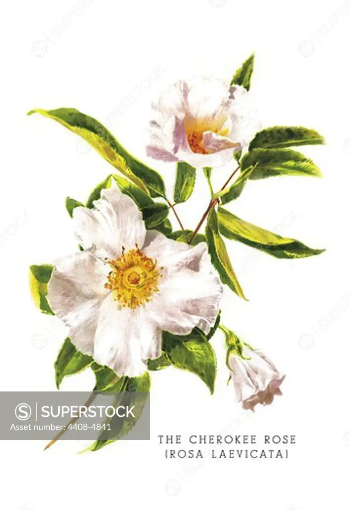 Cherokee Rose (Rosa Laevicata), Flowers & Plants