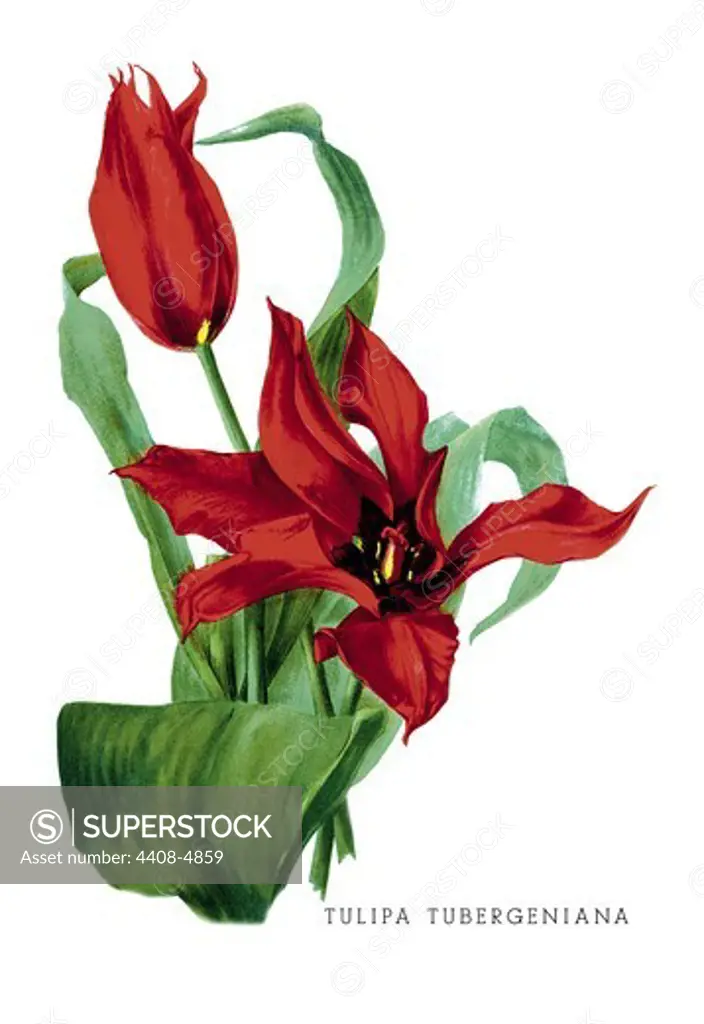 Tulipa Tubergeniana, Flowers & Plants